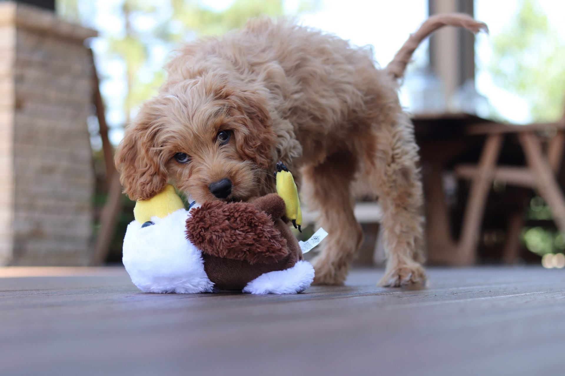 Goldendoodle puppy biting toy