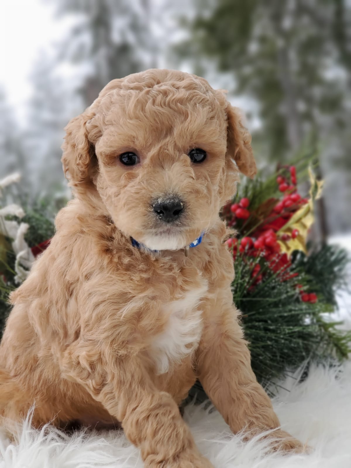 We Have Goldendoodle Puppies For Sale Near Butte MT