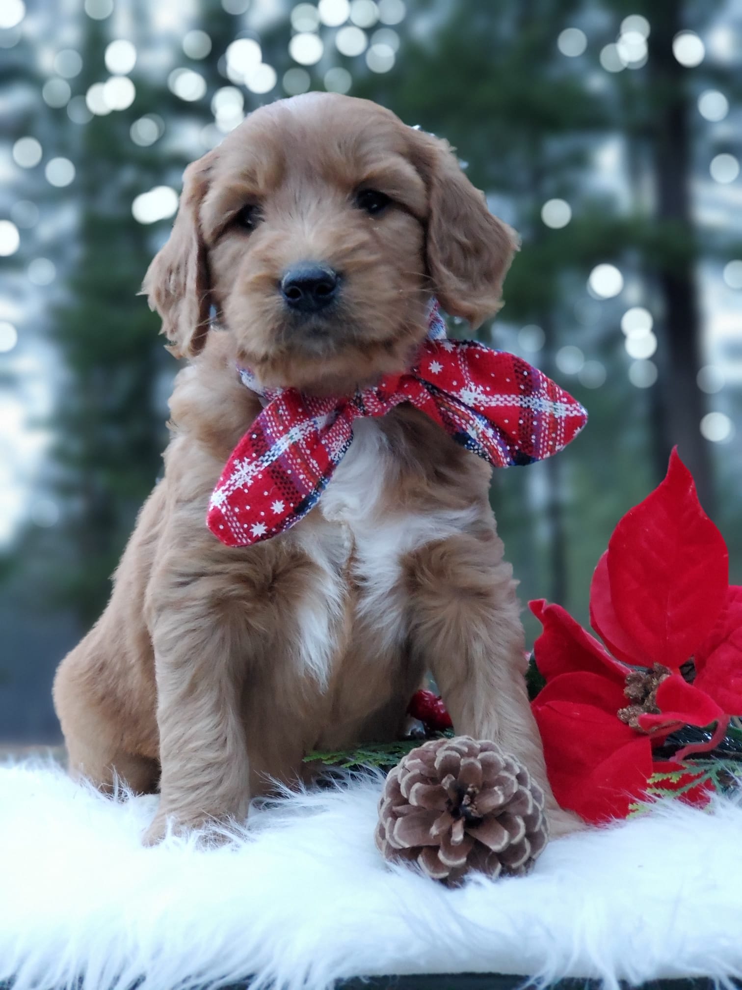 Goldendoodle Puppies For Sale In Washington