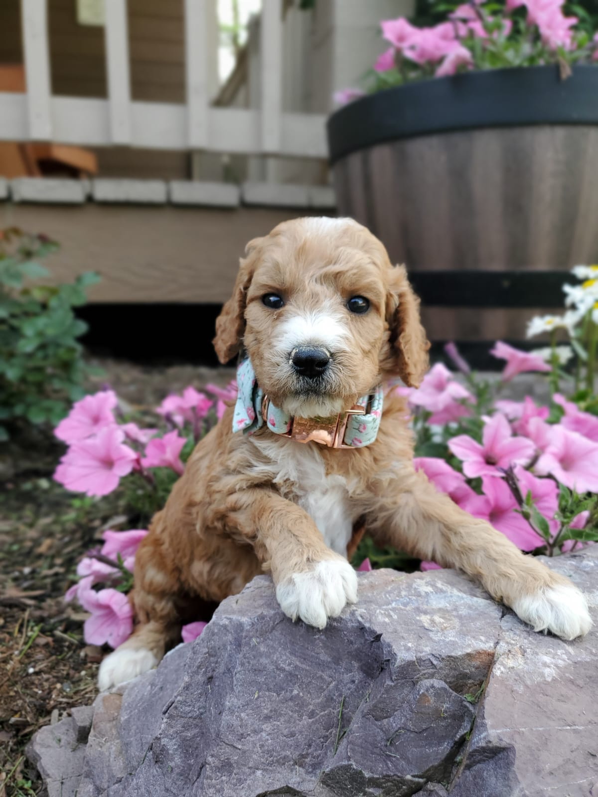 We Have Goldendoodle Puppies For Sale Near Sandpoint ID.