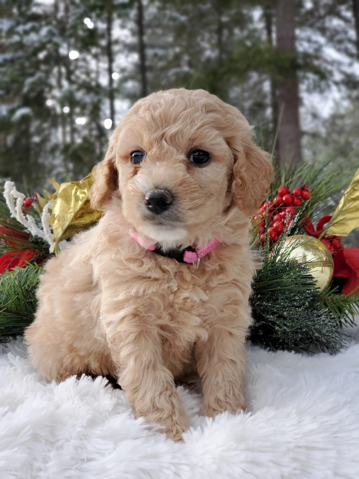We Have Goldendoodle Puppies For Sale Near Hayden ID.