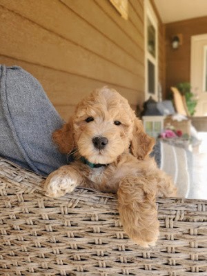 We Have Goldendoodle Puppies For Sale Near Billings MT.