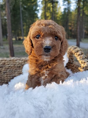 We Have Goldendoodle Puppies For Sale Near Post Falls ID.