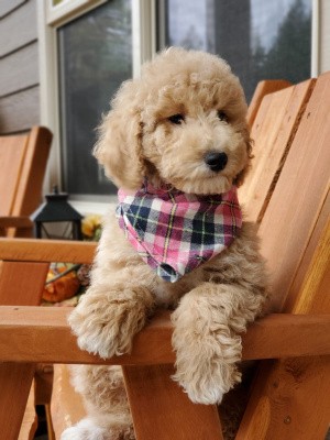 We Have Goldendoodle Puppies For Sale Near Spokane WA