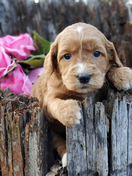 We Have Goldendoodle Puppies For Sale Near Helena MT.