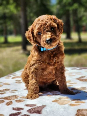 Cole the goldendoodle puppy.