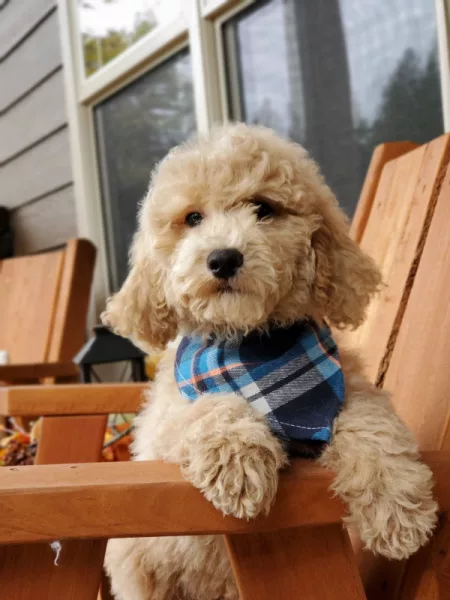 We have Goldendoodles for sale near Libby MT.