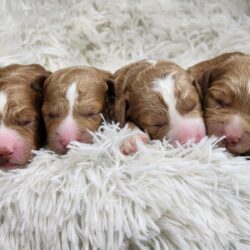 F1b Mini Goldendoodles - Cookie's Girls