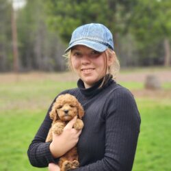 F1b mini Goldendoodle