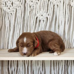 f1b mini Goldendoodle