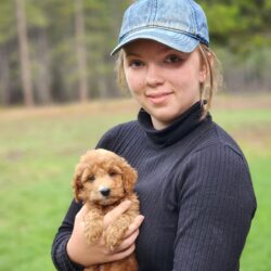 F1b mini goldendoodle