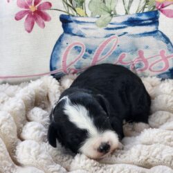 F1b  Bernedoodle Ringo