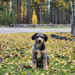 F1b Mini Bernedoodle Puppies - Twix's Upcoming Litter