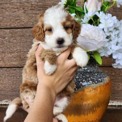 F1b  Bernedoodle Celeste