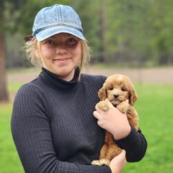 F1b mini Goldendoodle