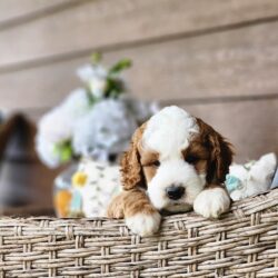 F1b  Bernedoodle Coast