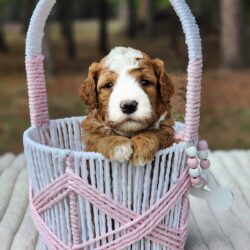 F1b  Bernedoodle Cookie