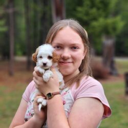 F1b mini Bernedoodle